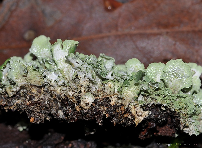 Squamole di Cladonia sp.